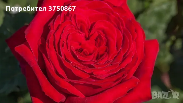 РОЗА 🌹 BOTERO® Meiafone 🌹, снимка 2 - Градински цветя и растения - 49671839