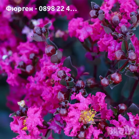 Индийски люляк - Lagerstroemia ind. Mystica Magenta пурпурен цъфтеж Цвят - Цикламен с червени листа , снимка 4 - Разсади - 47146086