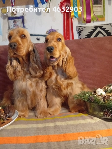 кокер шпаньол чистокръвно момче , снимка 4 - Кокер шпаньол - 52678801