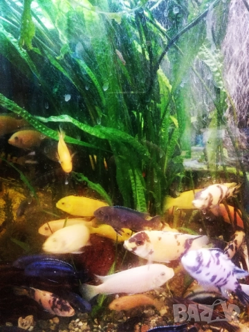 Продавам криптокорин