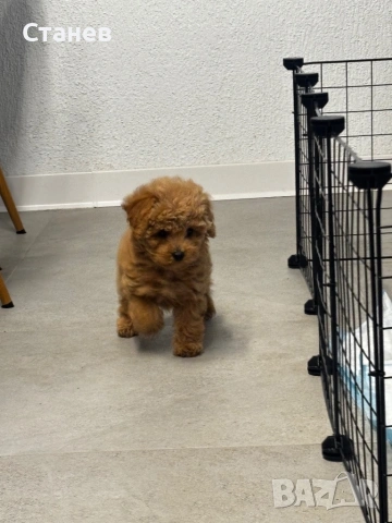 Мини Той Пудел / Mini Toy Poodle, снимка 7 - Пудели - 53305362