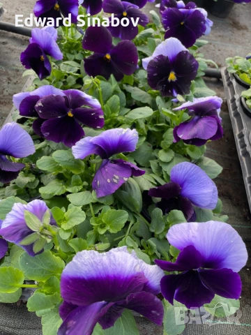 Теменужки с едри цветове, снимка 2 - Градински цветя и растения - 53468468