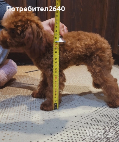 Той пудел red brown ДОСТАВКА!, снимка 8 - Пудели - 52797062