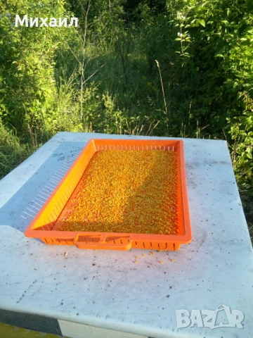 Пчелен прашец, снимка 2 - Пчелни продукти - 53044572