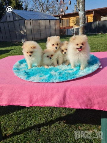 Померан померанчета снимки н от днес 15.03.2026г Гр. София, снимка 8 - Померан - 53847266