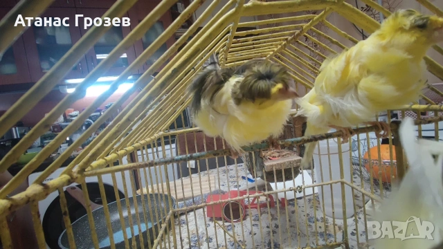 Продавам канари, снимка 14 - Канари - 53570041