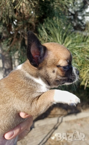 Чистокръвни чихуахуа , снимка 11 - Чихуахуа - 53837651