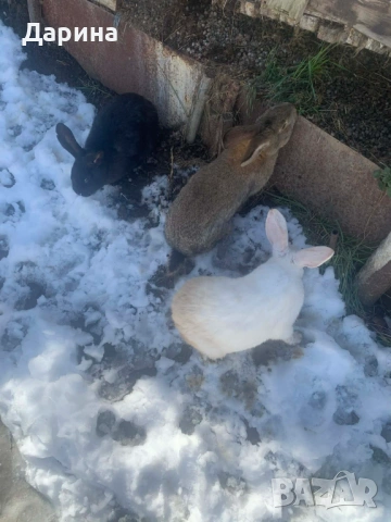 Зайци 6 месеца., снимка 9 - Други - 53534770