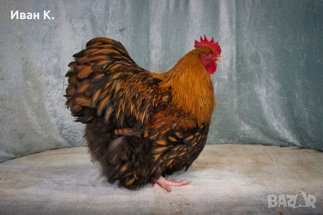 Продавам златно кантиран Орпингтон. , снимка 2 - Кокошки и пуйки - 53839165