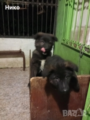 Женска немска овчарка , снимка 6 - Немска овчарка - 52702916