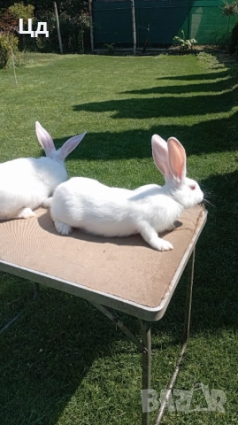 Цика, снимка 1