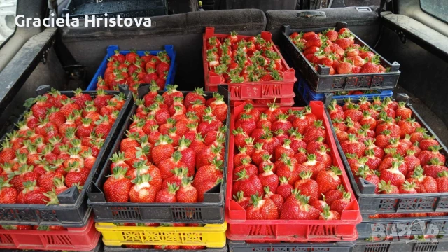 Продавам качествен разсад ягоди , снимка 9 - Градински цветя и растения - 53496428