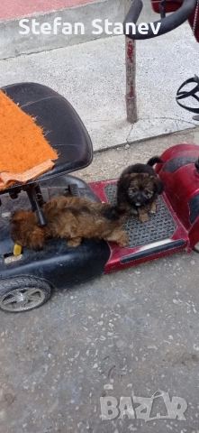 Продавам, тези двете момичета,за да са аларма,звънец, или другар на Някои.