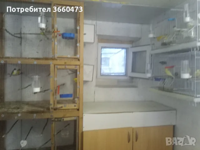 канарчета продавам, снимка 5 - Канари - 48014693