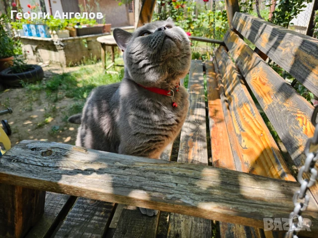 ЧИСТОКРЪВЕН МЪЖКИ БРИТАНЕЦ ЗА РАЗПЛОД, снимка 14 - Британска късокосместа - 48316235
