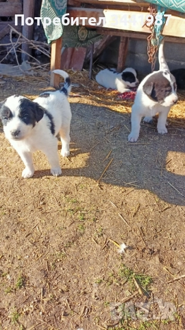 Каракачанки кучета , снимка 10 - Каракачанска овчарка - 52521908