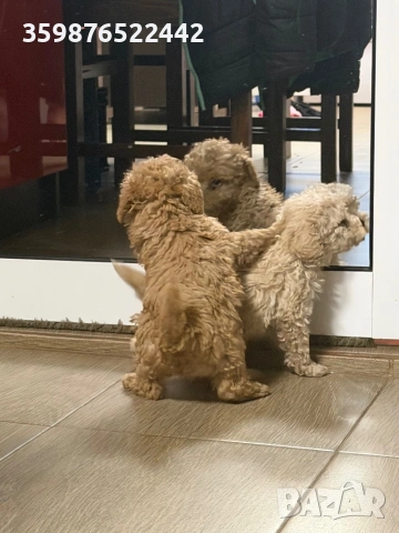 Той пуделчета , снимка 2 - Пудели - 54214398