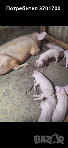 Продавам Малки прасенца Ландрас, Голяма бяла , снимка 1