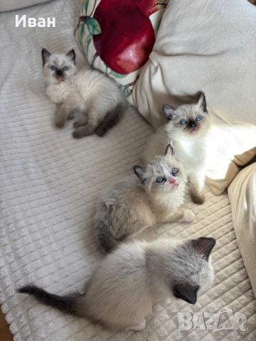 породисти котенца, снимка 6 - Персийска - 53830751