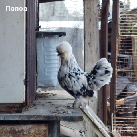 Продавам джинки, снимка 7 - други­ - 52724850