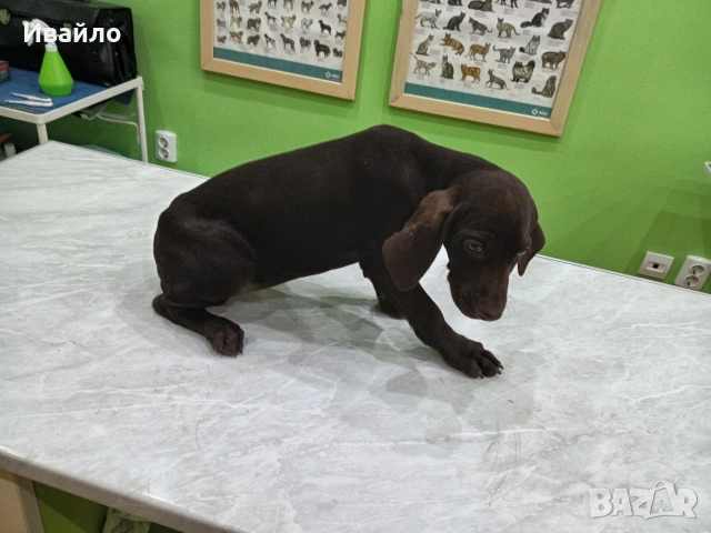 Продавам , снимка 5 - Курцхаар - 52690625