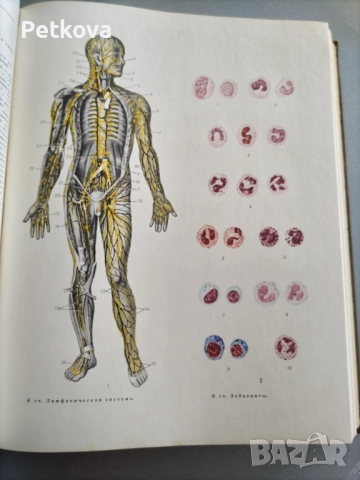 Краткая медицинская энциклопедия, том 2, снимка 5 - Енциклопедии, справочници - 51496952