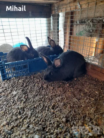 Продавам зайци, снимка 1