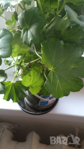 Продавам разсад - висящи мушката; микс цветове, снимка 5 - Стайни растения - 52958131