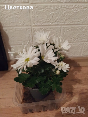 4 стайни растения +отстъпка и подарък, снимка 4 - Стайни растения - 53654474