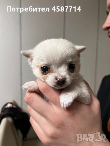мини Чихуа момиче 