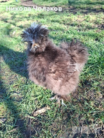 Американски копринки яйца , снимка 3 - Кокошки и пуйки - 54215690