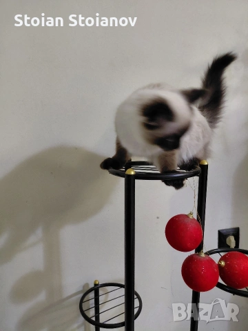 мъжко котенце Регдол на 4 месеца, снимка 3 - Други - 52867440