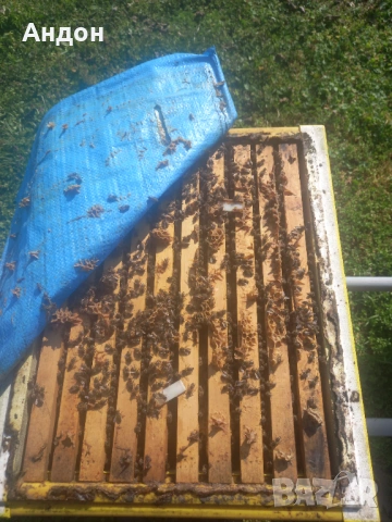 презимували пчелни отводки / семейства ЛР, снимка 2 - Други животни - 53406337