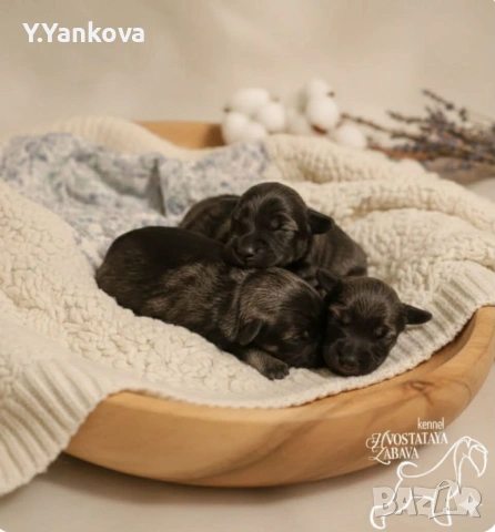 Мини шнауцер сол/пипер,чистокръвни,родителите с ген.тестове 