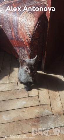 Коледни бижута, снимка 2 - Други стоки за дома - 52421660