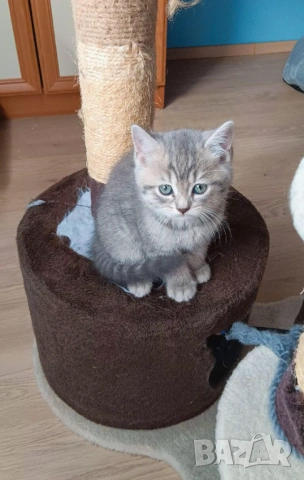 Британска и шотландска късокосместа , снимка 5 - Британска късокосместа - 54232697