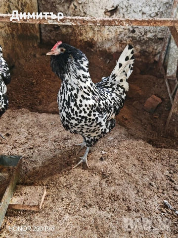 Разплодни яйца от Тюрингийска брадата кокошка , снимка 7 - Кокошки и пуйки - 53483514