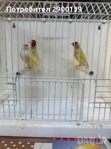 Гулдови, снимка 4 - Амадини - 54154856