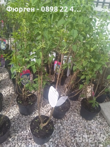 Люляк / Lilac Налични 4 цвята , снимка 6 - Разсади - 51517425