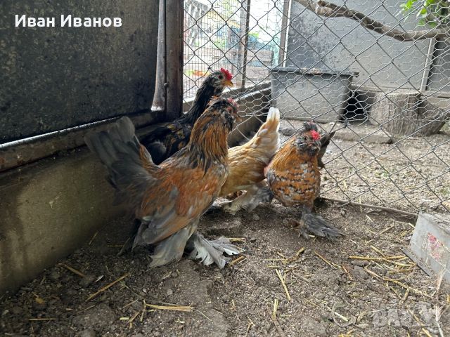 Гълъби Монахини, Испенч, снимка 6 - Кокошки и пуйки - 45120515