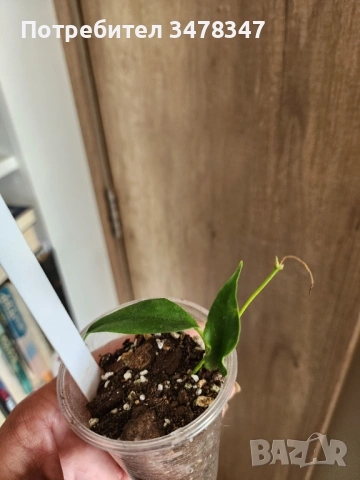 Хоя Buotii cv.Sunriser, снимка 2 - Стайни растения - 54287109