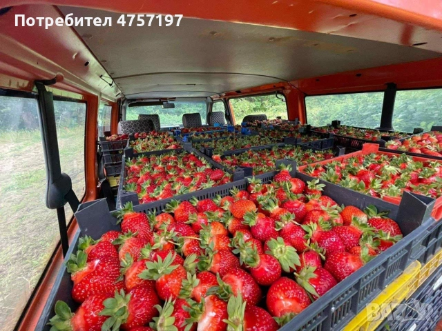 Расад ягоди и малини, снимка 2 - Разсади - 53738580