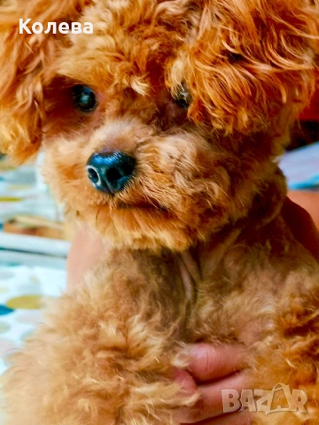 ТОП МИНИ ТОЙ Пудел, снимка 6 - Пудели - 53448976