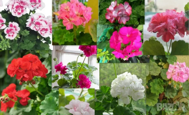 Продавам резници на мушкато 10бр, снимка 2 - Градински цветя и растения - 53760458