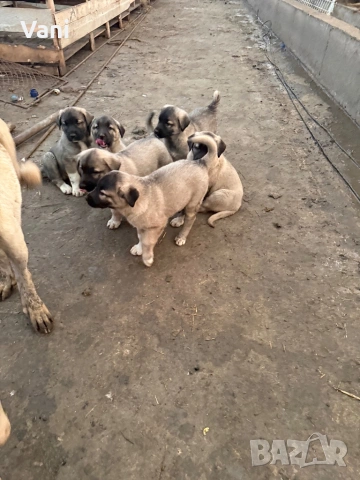 Кангалчета чистокръвни 