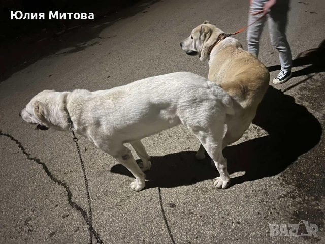 Кученца САО (Алабай) , снимка 7 - Алабай - 53458601