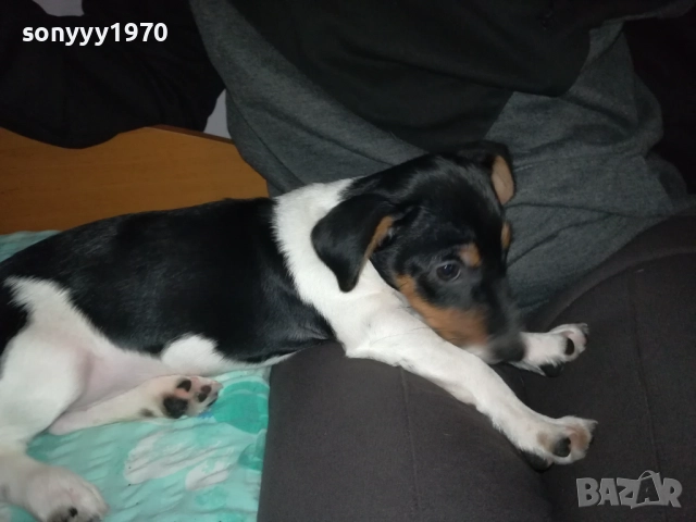 КУТРЕ//ПАЛЕ ДЖАК РЪСЕЛ НА 3 МЕСЕЦА-МОМИЧЕ 2411251124, снимка 17 - Джак ръсел териер - 52521058