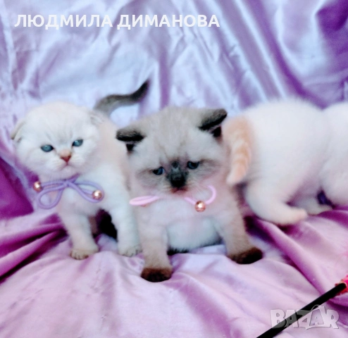 шотландски мъжки със сини очи. , снимка 10 - Британска късокосместа - 54248473