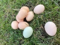 Яйца от домашни кокошки , снимка 1