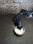 Продавам виетнамски прасета , снимка 3